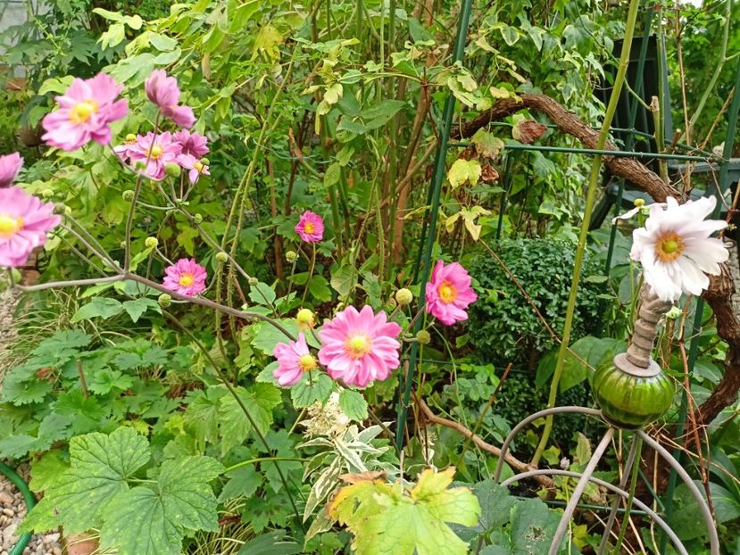  - Grădina 2023 continuare 5