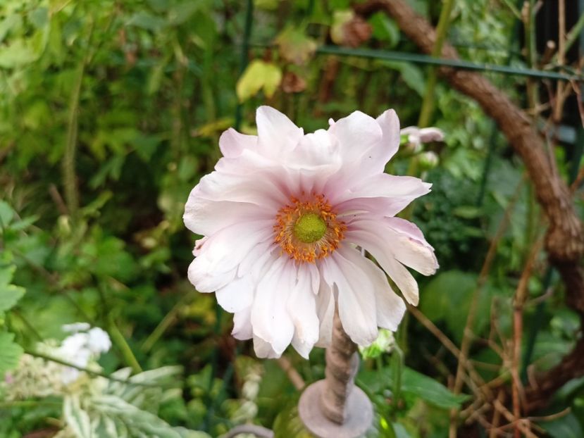  - Grădina 2023 continuare 5