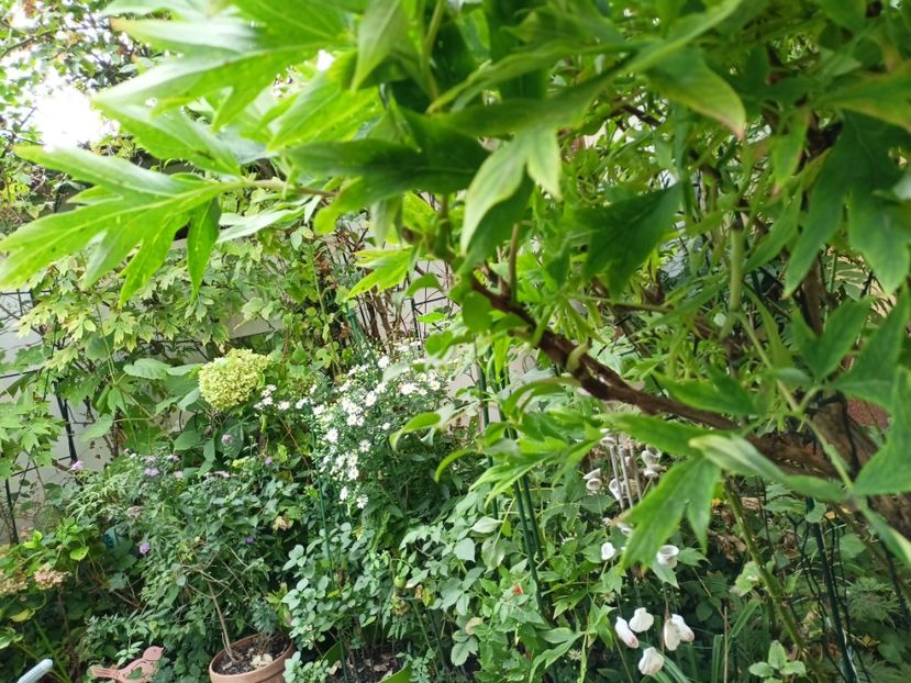  - Grădina 2023 continuare 5