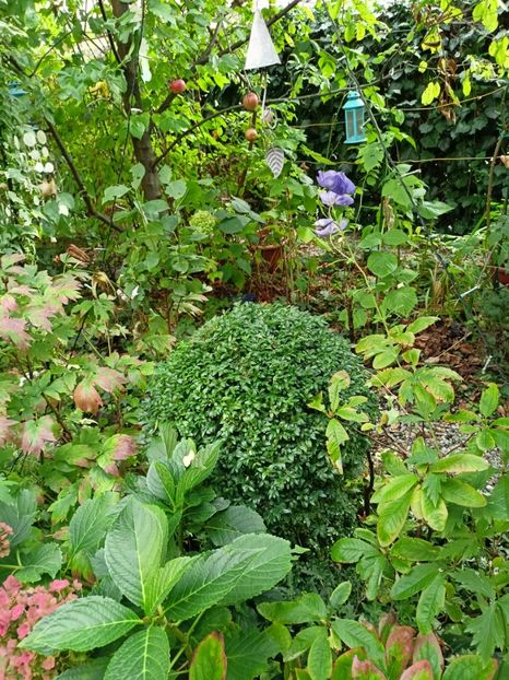  - Grădina 2023 continuare 5