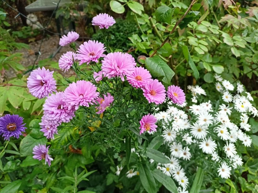  - Grădina 2023 continuare 5