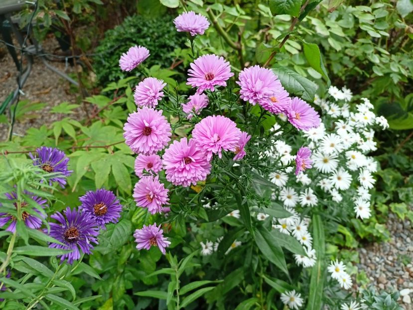  - Grădina 2023 continuare 5