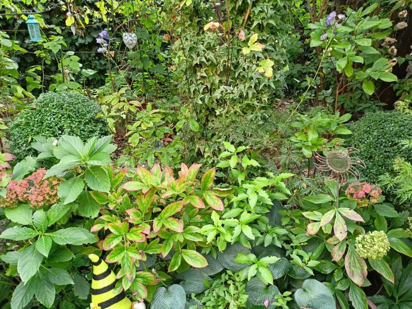  - Grădina 2023 continuare 5