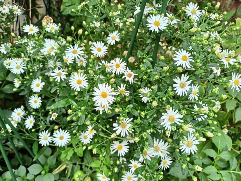  - Grădina 2023 continuare 5