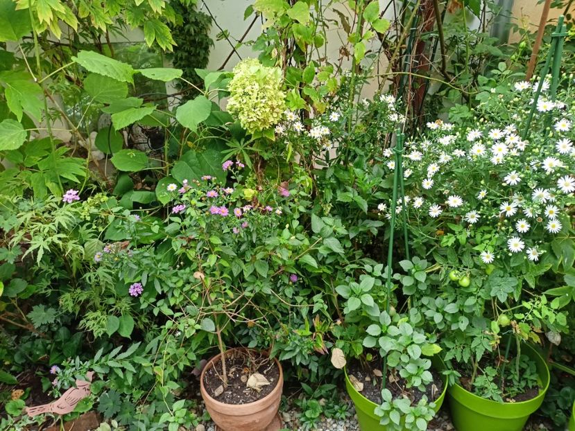  - Grădina 2023 continuare 5