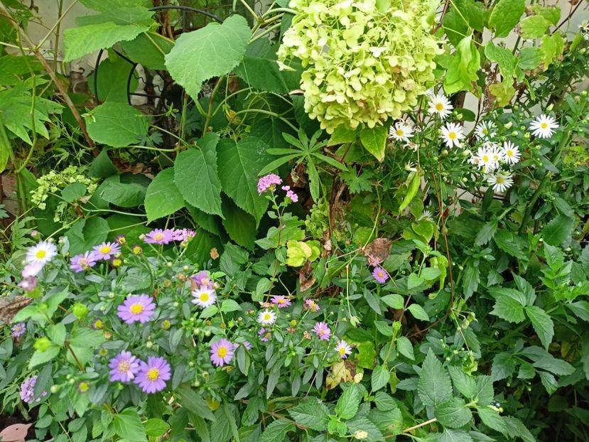  - Grădina 2023 continuare 5