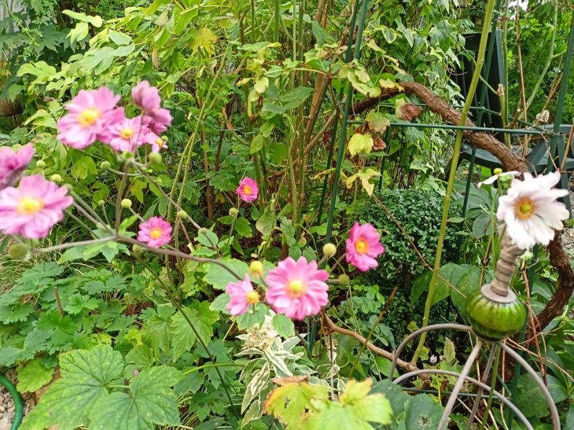  - Grădina 2023 continuare 5