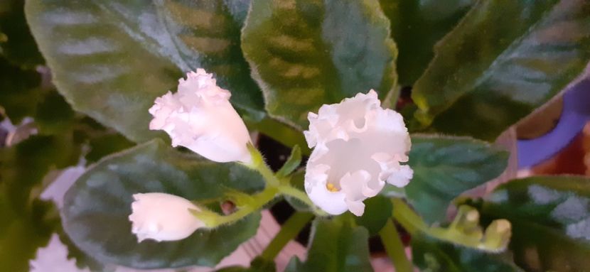  - Lana Svet Sofitov chimera