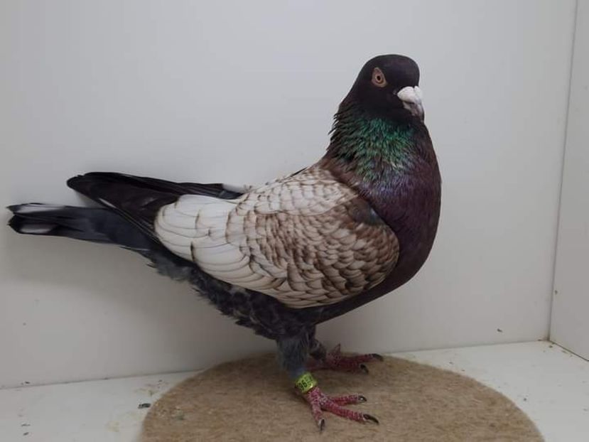  - Nu îmi aparțin 6