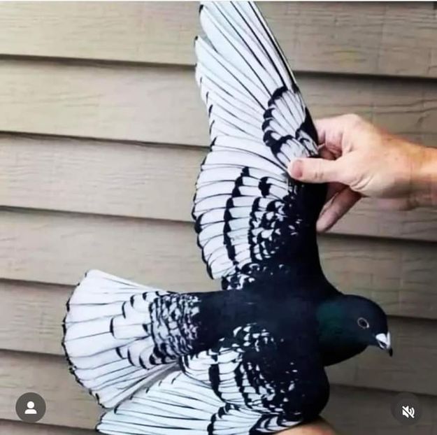  - Nu îmi aparțin 6