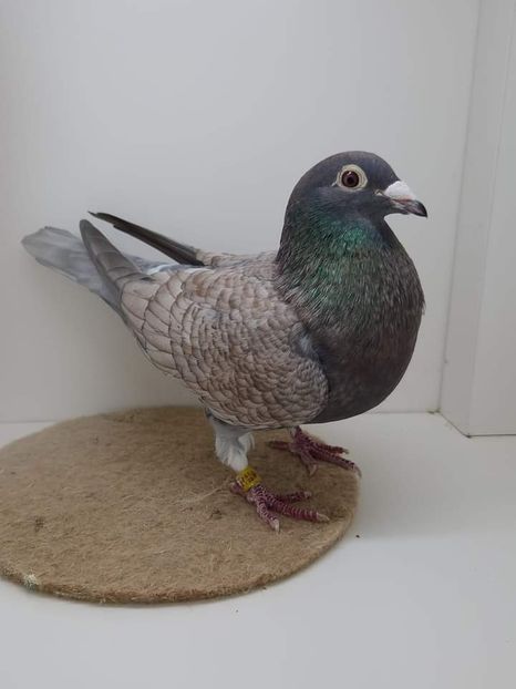  - Nu îmi aparțin 6