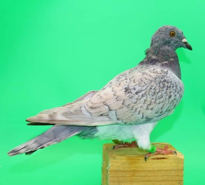  - Nu îmi aparțin 6