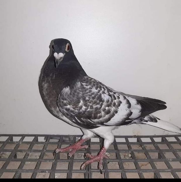  - Nu îmi aparțin 6