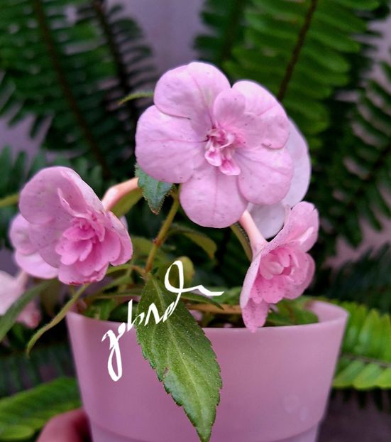  - Double Pink Rose