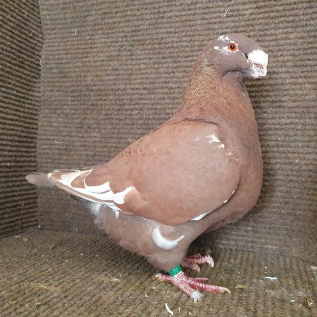  - Porumbei Vânduți