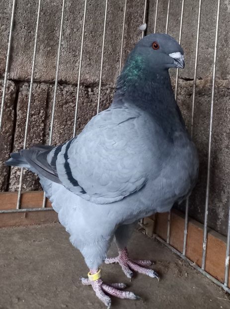 Mascul 2023 Ro.4282 - De vânzare-Vendesi!