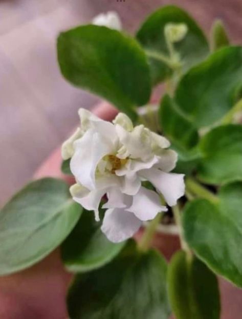  - 00_Pui octombrie 2023