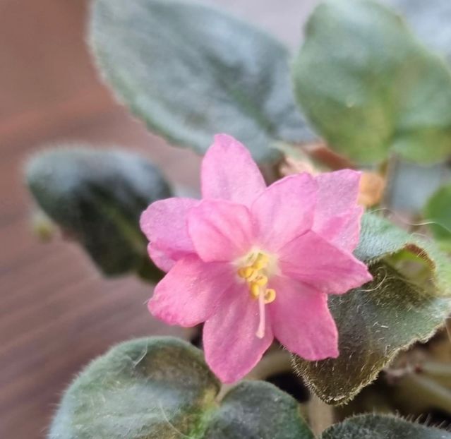 Ramblin Peach trailing - 00_Pui octombrie 2023