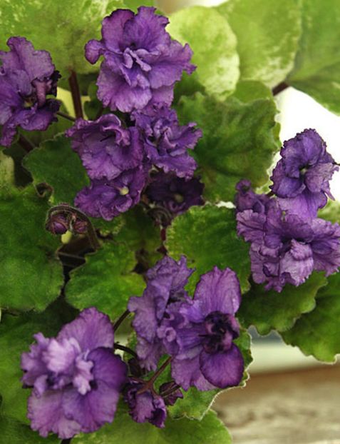 АН-Лига Плюща - 00_Pui octombrie 2023