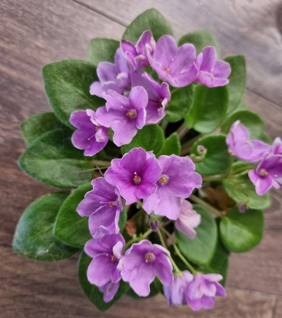 Anonima - 00_Pui octombrie 2023