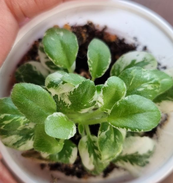 N-kot Bajun miniatura - 00_Pui octombrie 2023