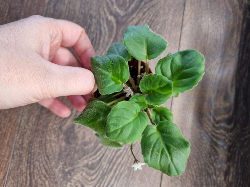  - 00_Pui octombrie 2023