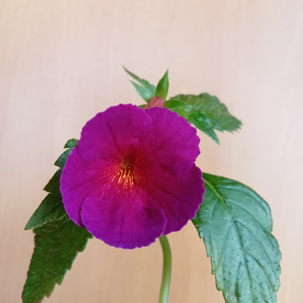 Purple Kimono - - 2023
