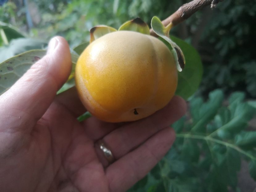 kaki Sharon - arbori fructiferi 2023