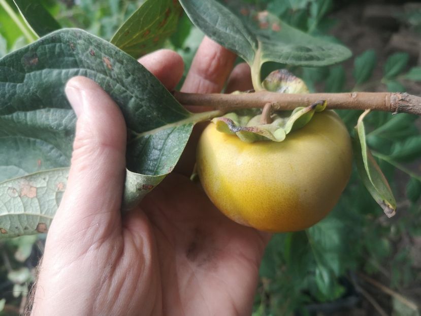  - arbori fructiferi 2023