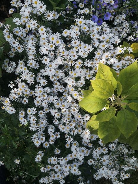  - Gradina flori