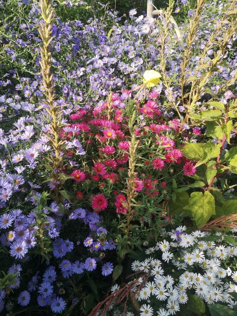  - Gradina flori