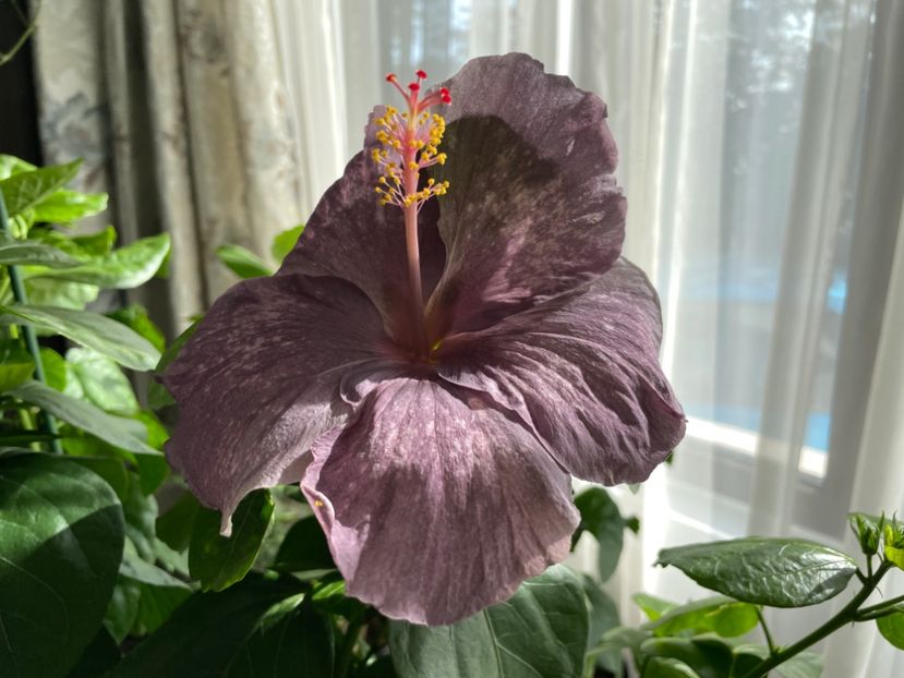 - DPs Purple Drops