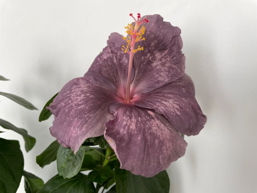  - DPs Purple Drops