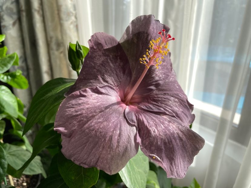  - DPs Purple Drops