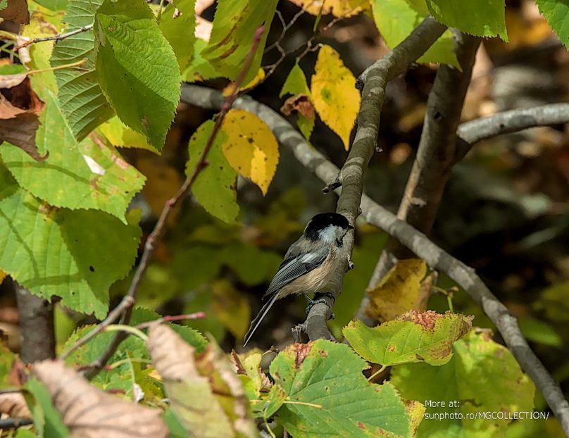 Black-capped Chickadee 2 - C - BIRDS - Pasari