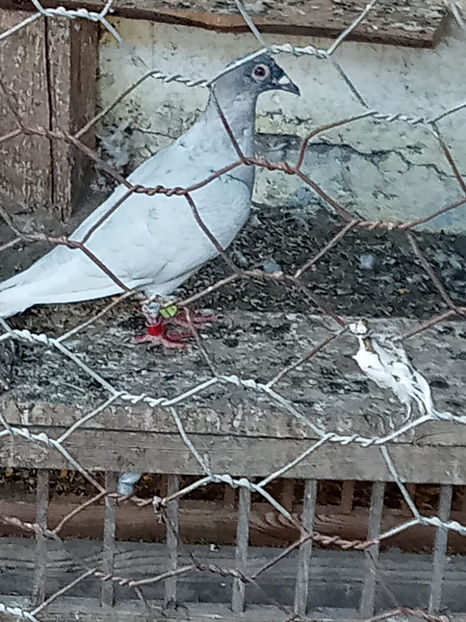  - Porumbei vanduti 2