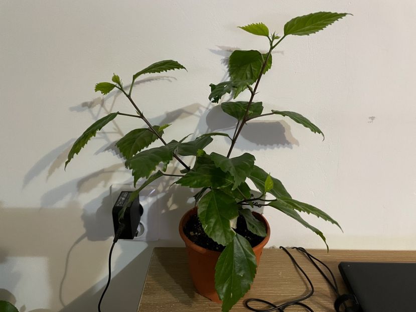 Portocaliu - El Capitolio