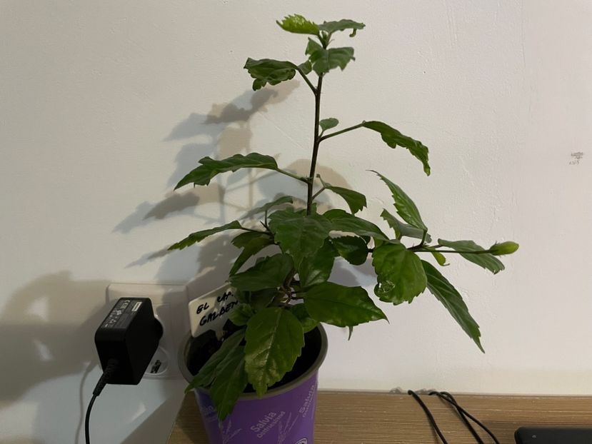 Galben - El Capitolio