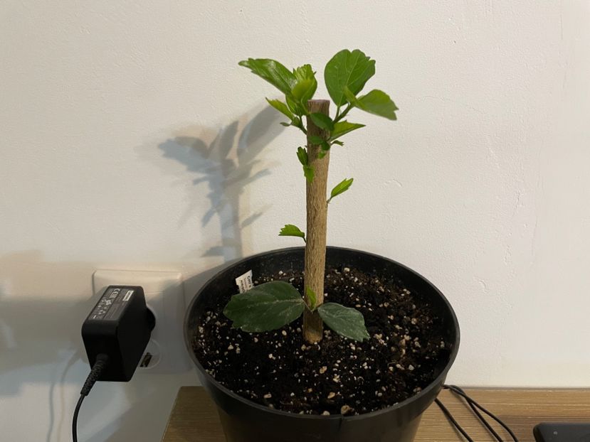 2 săptămâni de la taiere - Chi s garden Forest Rhapsody