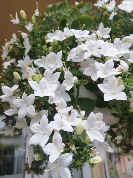  - Campanula