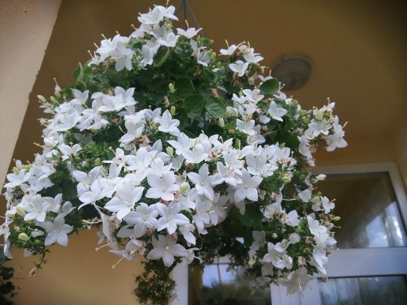  - Campanula