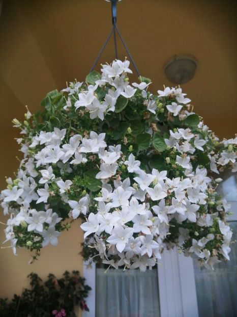  - Campanula