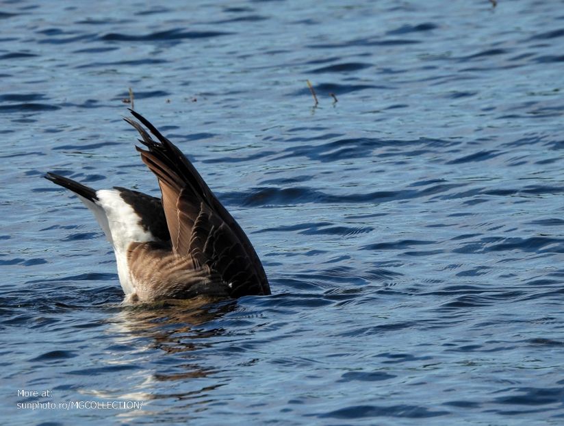 Diving goose - BIRDS - Pasari