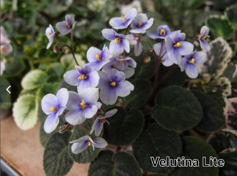 - Velutina Lite