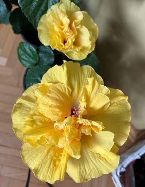 0536973E-BE0A-483D-A45C-B72E5BBD905F - Hibiscus