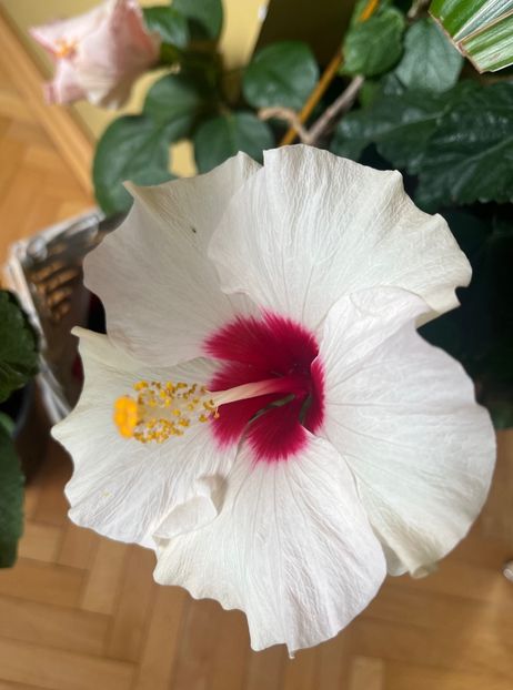 2EEA5EAB-898B-401A-B6F3-99D860AC65DF - Hibiscus