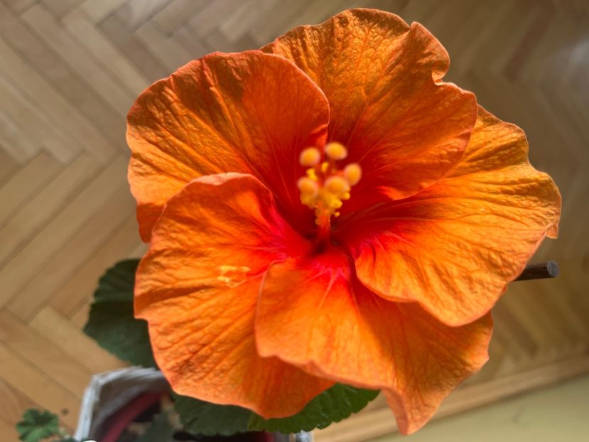 17B21698-62E3-44FB-93E1-368CBCF7D433 - Hibiscus
