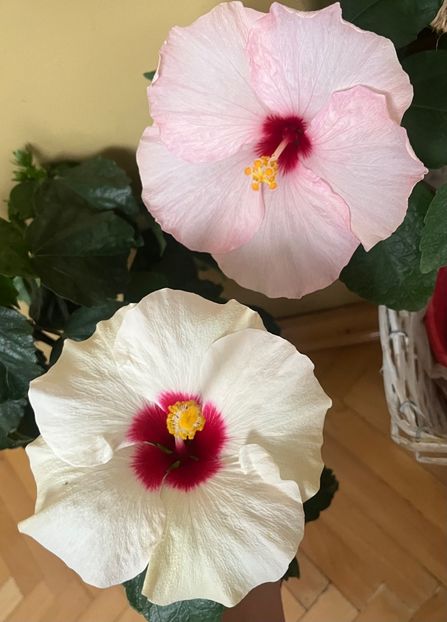 7CB97CB3-06C5-428D-B902-CD35BA80076C - Hibiscus