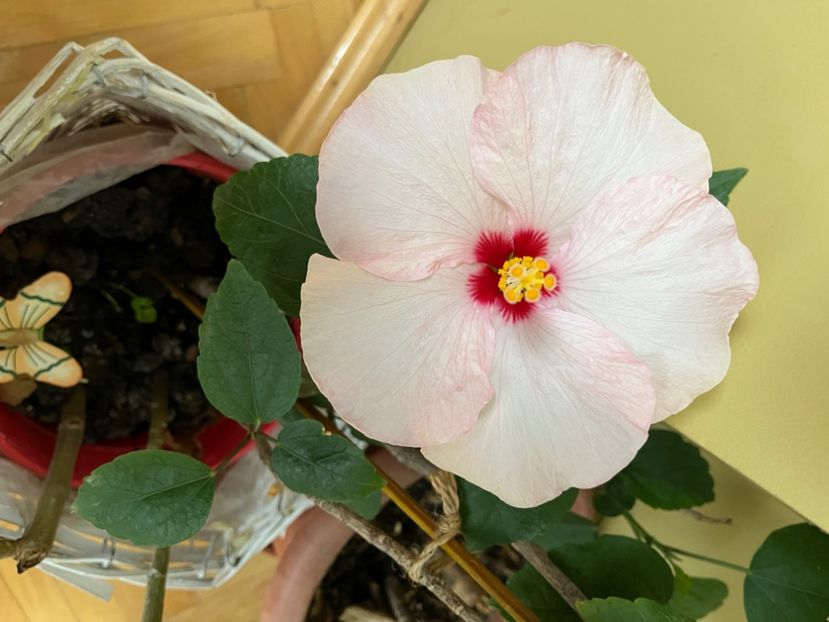 934133C5-BDE2-48E9-8780-B594871BEB6B - Hibiscus