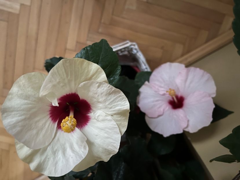 6DEBE735-21BF-451A-A12A-AC6BCD5F0076 - Hibiscus